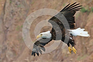 Eagle Soaring Near Cliffs