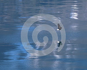 Eagle soaring over water