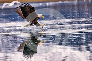 an eagle soaring over the water holding a fish in its beak