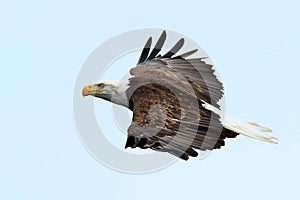 Eagle Soaring and Scanning for Fish