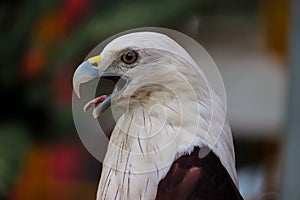 The eagle sound and the sharply eyes photo