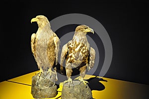 Eagle specimen