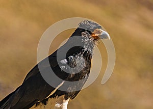 Eagle Standing at Ground, Aconcagua Park, Mendoza, Argentina