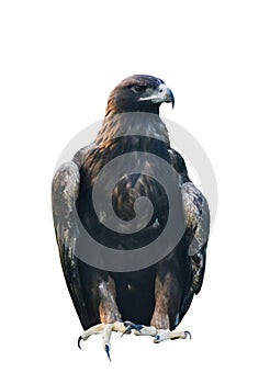 An eagle is standing on the ground with a white background