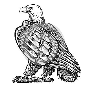 Eagle standing life size isolated on white. Hand drawn sketch animal bird illustration in vintage engraving style