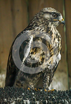 Eagle standing still