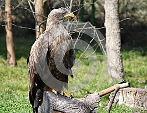 Eagle standing on wood wildlife