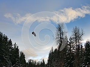 Eagle at sunset