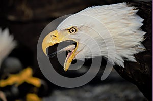 Eagle swallowing fish