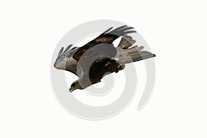 Eagle swooping on white background