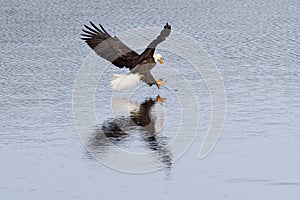 Eagle swoops on fish.