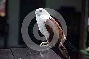 Eagle, Philippines