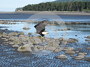 Eagle at take-off from Homer Spit.