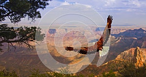 Eagle over Grand Canyon USA