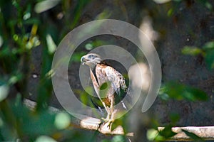 Eagle taking sun bath