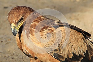 Eagle, Tawny - Wild Bird Background from Africa - Power and Pride