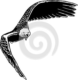 Eagle Tilted Illustration