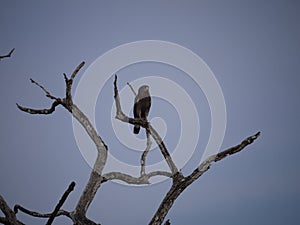 Eagle on tree in Zambia