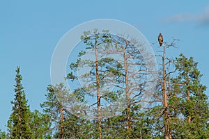 Eagle untouched nature of finland scandinavia europe