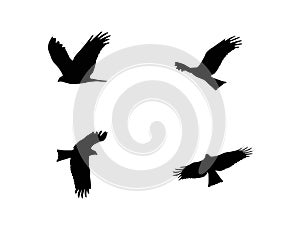 Eagle Various Flying Formation poses black clean plain Illustration