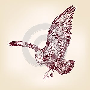 Eagle - vector illustration hand drawn