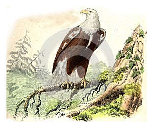 The Eagle, vintage engraving