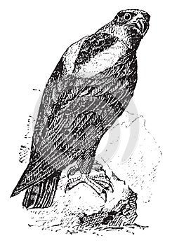 Eagle, vintage engraving