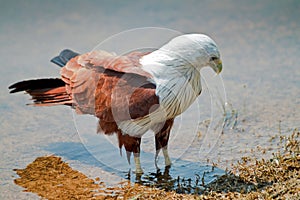 Eagle wading in water