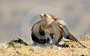 eagle walking photo