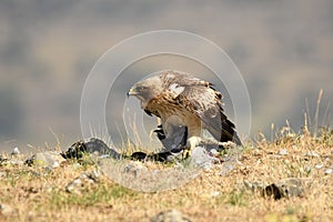 Eagle walkway in the field