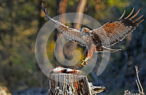 Eagle watches from its perch in the forest with a prey