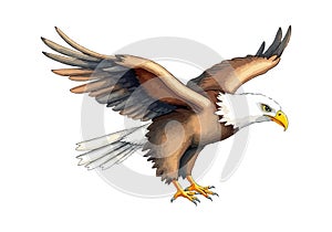 Eagle watercolor vector illustration.
