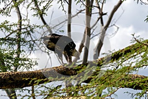 An eagle with a white head sits on tree branch. Gorgeous strong bald eagle sitting nearby green vegetation