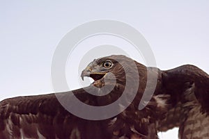 Eagle in the wild. Eagle portrait. Eagle head. Beautiful bird Buteoninae