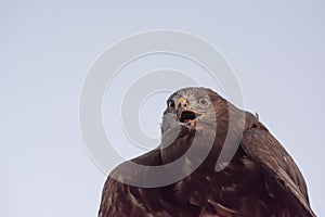 Eagle in the wild. Eagle portrait. Eagle head. Beautiful bird Buteoninae
