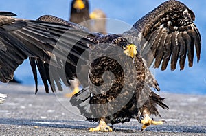 Eagle with wings spread. Juvenile Steller`s sea eagle.