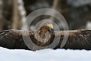 Eagle wingspread in snow