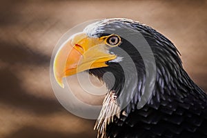 Eagle with yellow beak