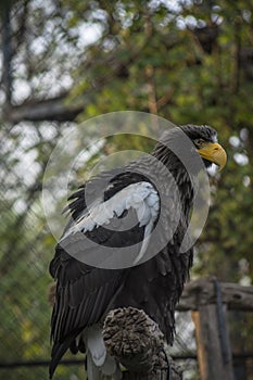 Eagle in zoo