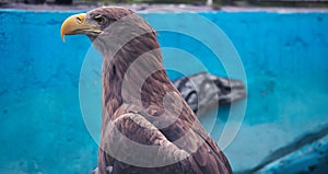 Eagle in the zoo on a branch. Wild animal in the zoo.