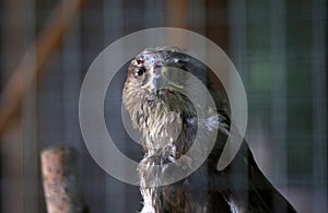 eagle in zoo cage