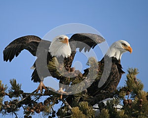 Eagles