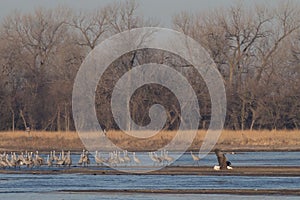 Eagles captured at Platte river in Nebraska against the leafless trees photo