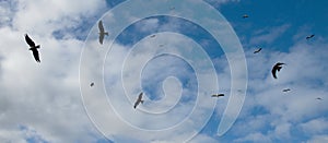 The eagles are chasing a flock of storks