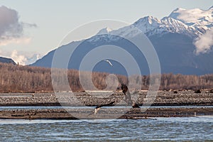 Eagles on the Chilkat River
