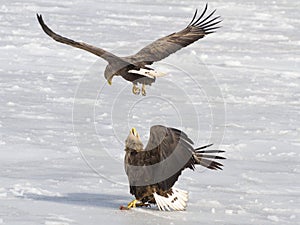 Eagles conflict