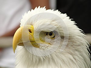 Eagles Eye