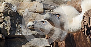 Eagles family vultures portrait on stone background. Close-up. Unrecognizable place. Selective focus