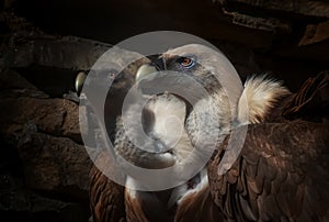 Eagles family vultures portrait on stone background. Close-up. Unrecognizable place. Selective focus