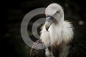 Eagles family vultures portrait on stone background. Close-up. Unrecognizable place. Selective focus